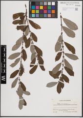 Foto von Salix cinerea L.